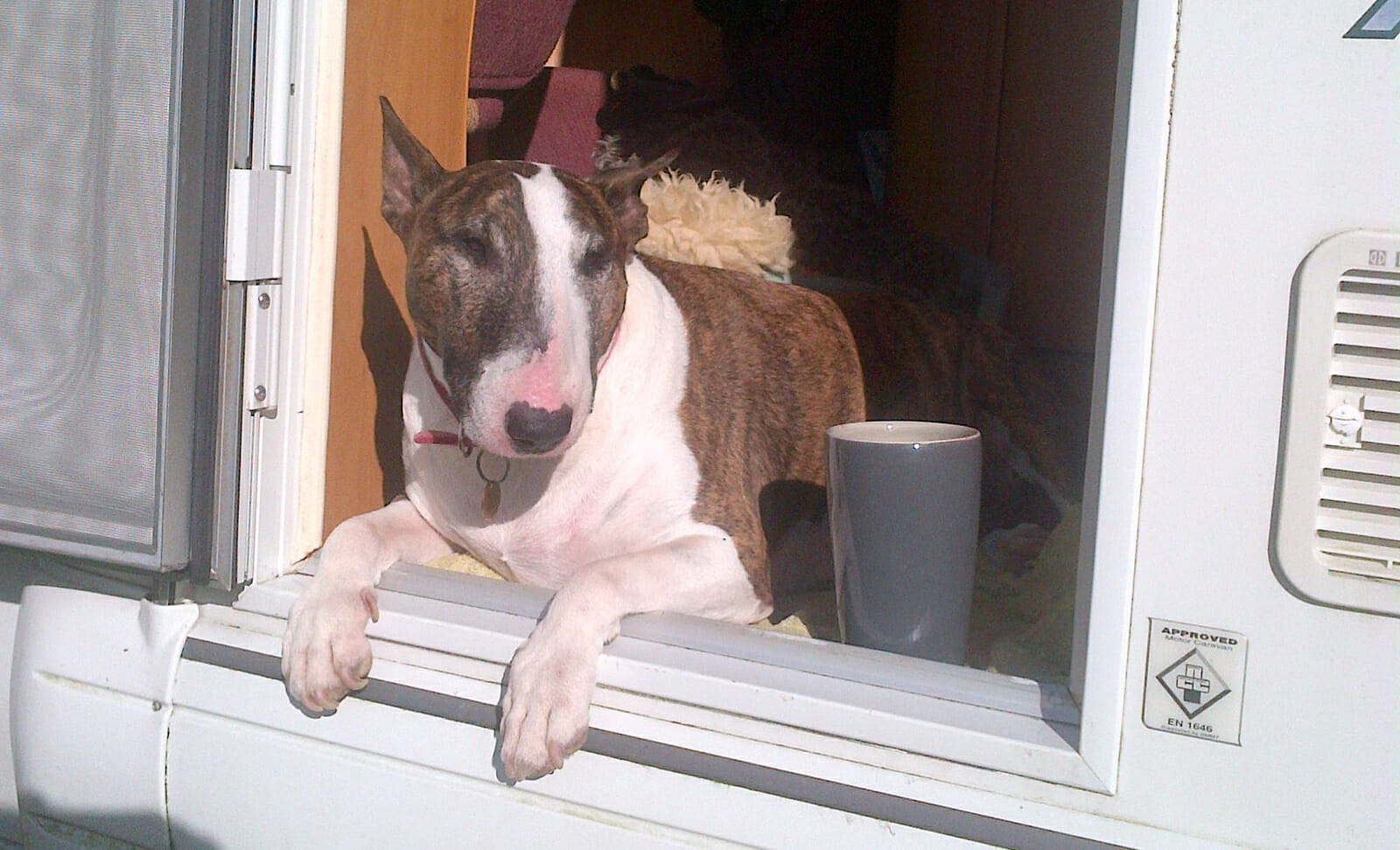 Dave's Bull-Terrier feature image